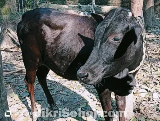 একটি সার বাছুর বিক্রি করা হবে